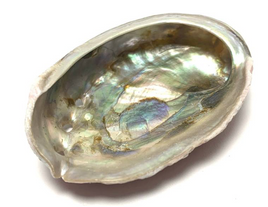 Abalone Shell